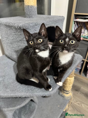 Domestic Shorthair cats - Advert 12