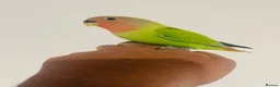 Lovebirds birds for sale: Hand reared lovebirds for sale  - Advert 14