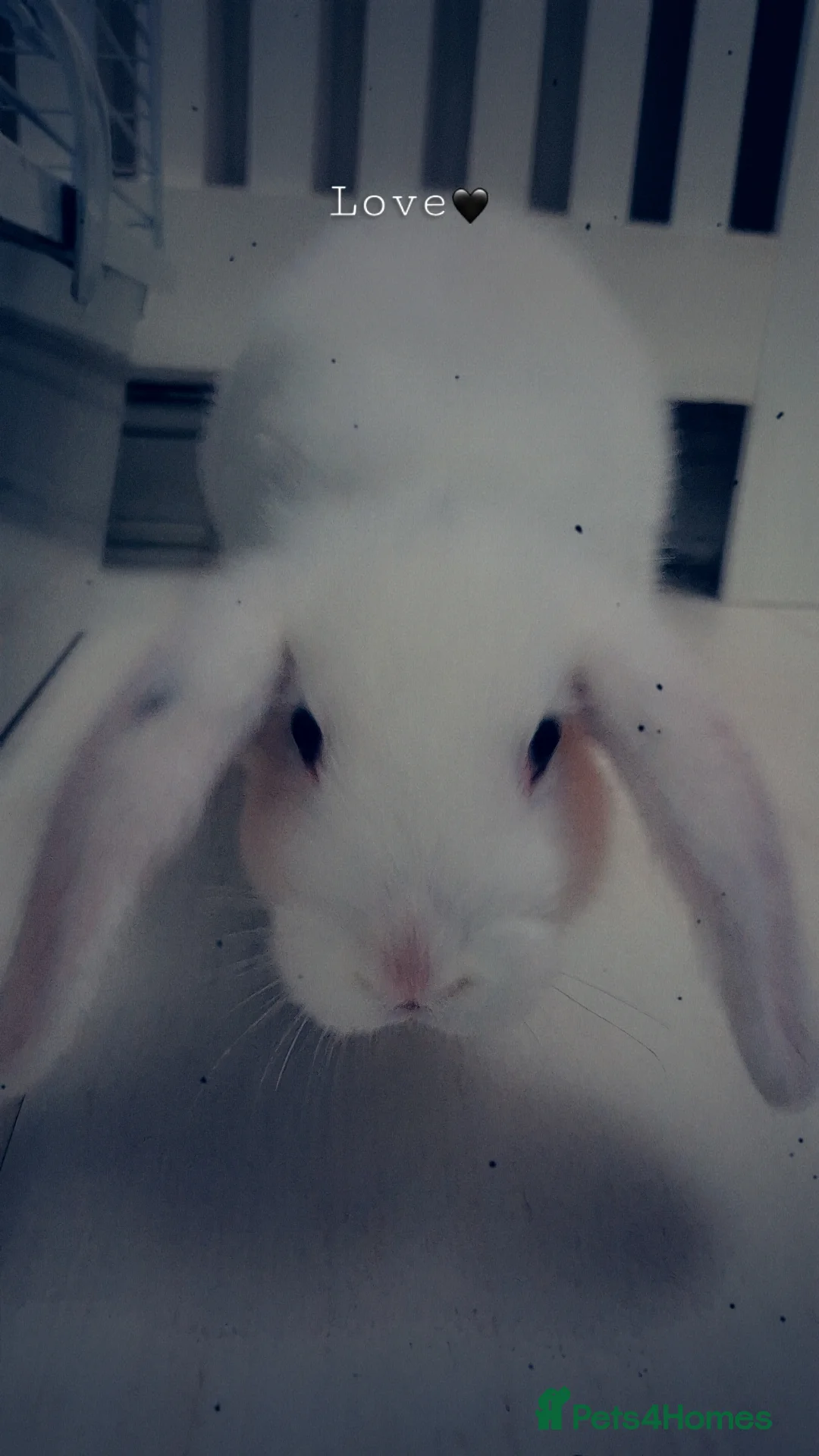 Mixed Breed rabbits for sale: Two beautiful 11 week old rabbits - Advert 3