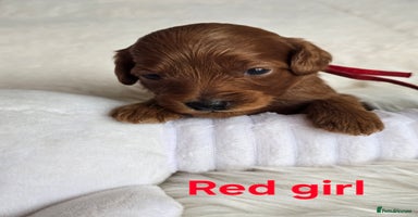 Cavapoo dogs - Advert 3