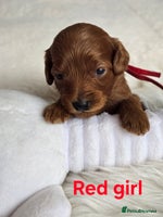 Cavapoo dogs - Advert 1