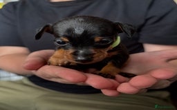 Miniature Pinscher dogs for sale: Miniature Pincher Puppies  - Image 18