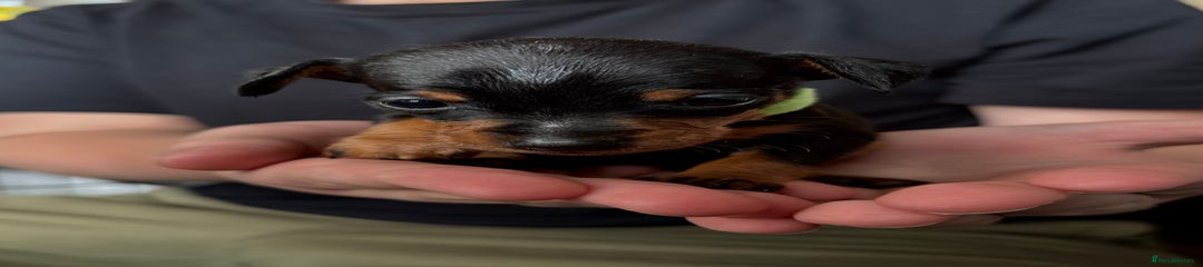 Miniature Pinscher Puppy 2