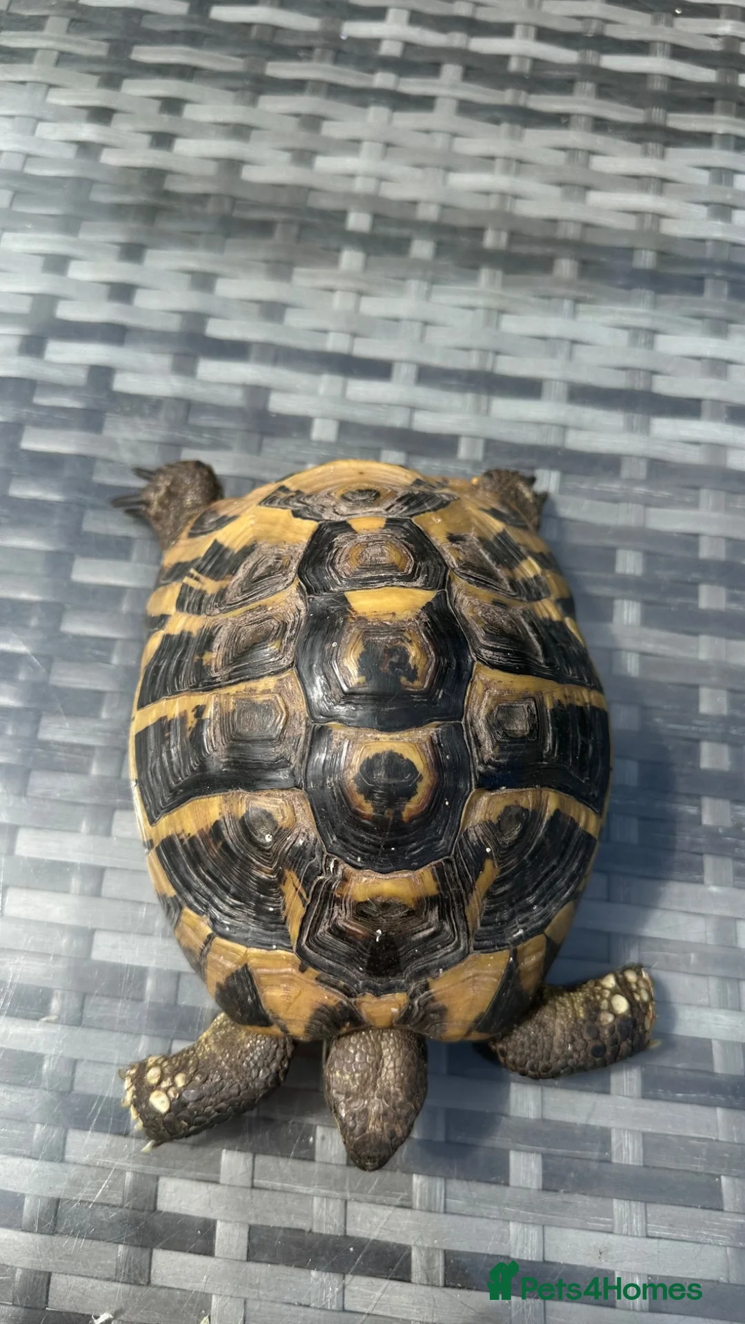 Tortoise reptiles for sale: Herman Tortoise - Advert 2