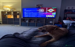 Lakeland Terrier dogs for sale: Perfect Lakeland terrier dog  - Image 8