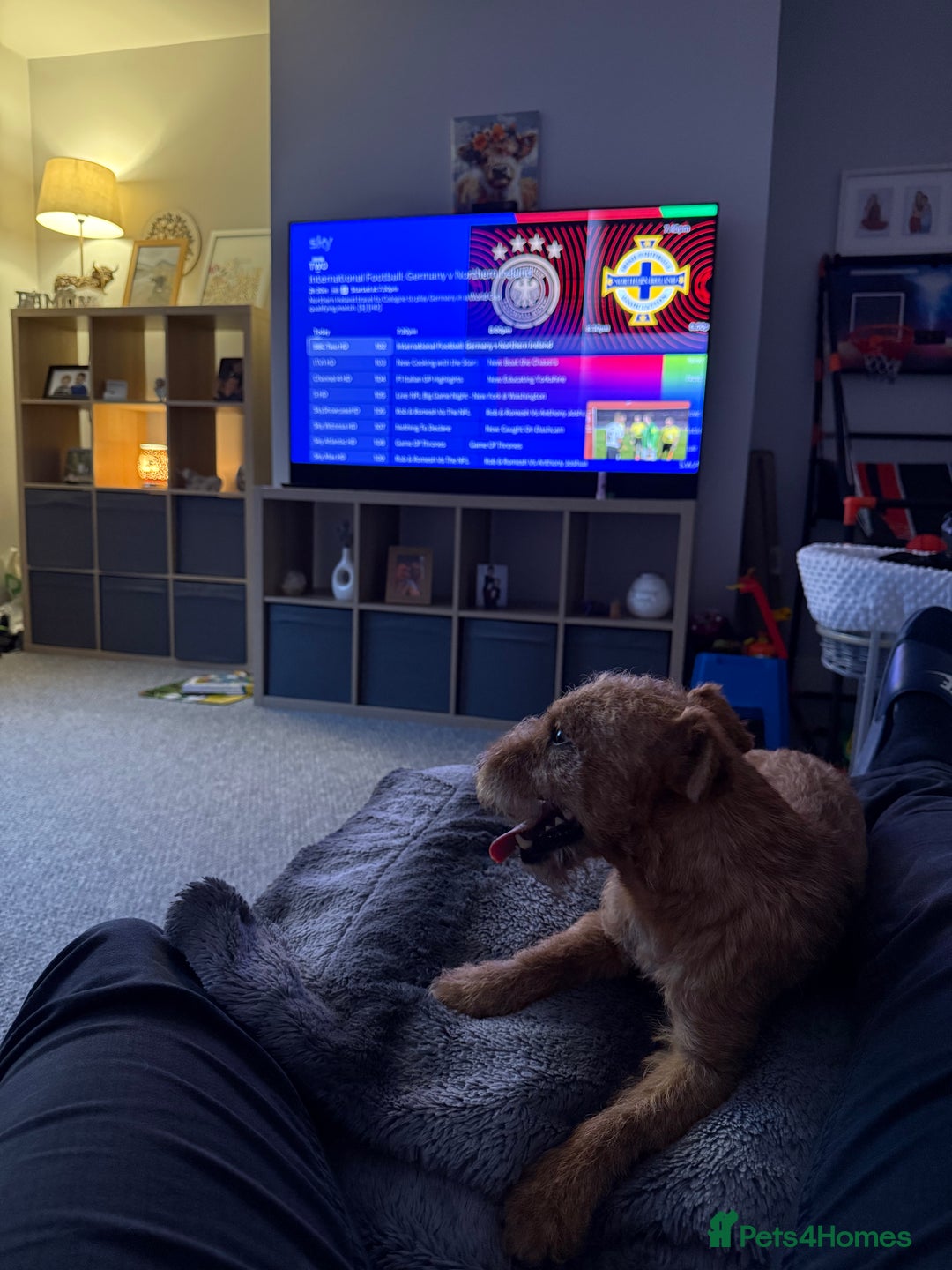 Lakeland Terrier dogs for sale: Perfect Lakeland terrier dog  - Image 8