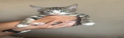Mixed Breed cats for sale: Mixed litter  - Advert 2