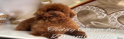 Toy Poodle dogs for stud: Red asian poodle for stud - Advert 4