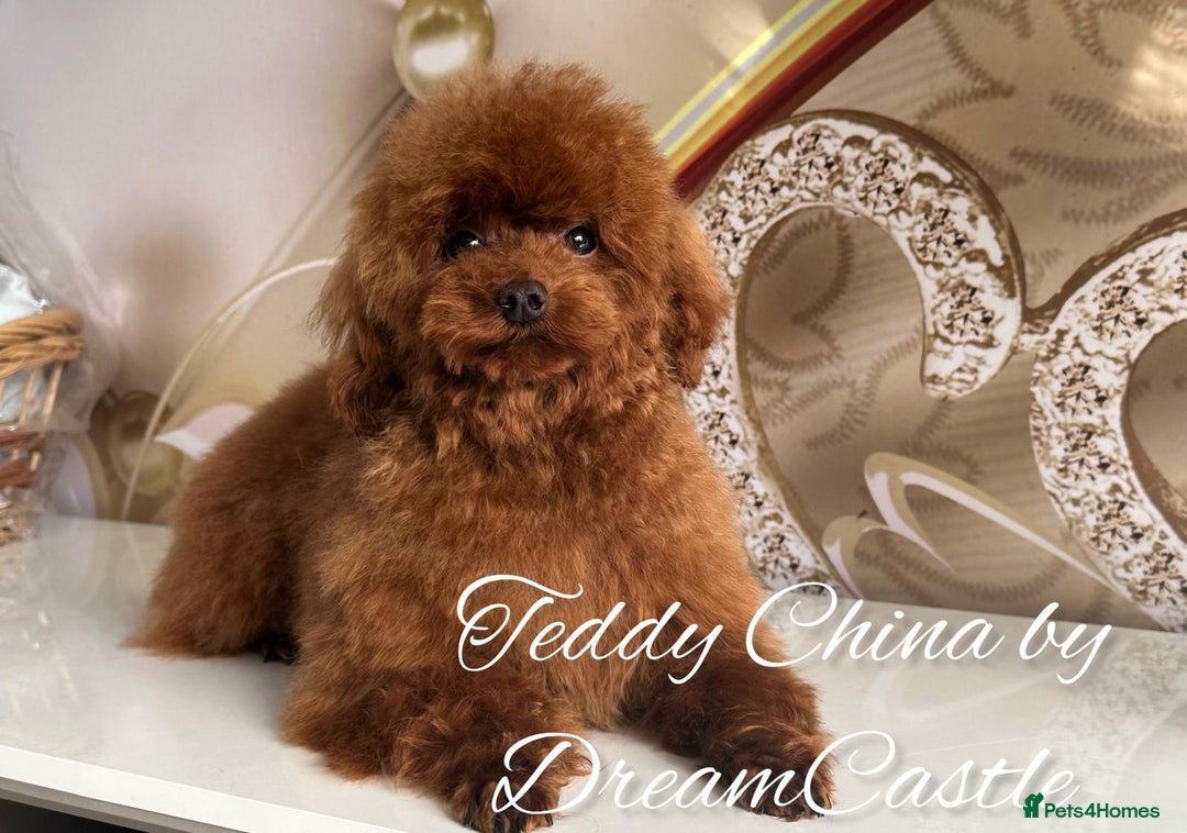 Toy Poodle dogs for stud: Red asian poodle for stud - Advert 4