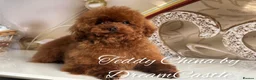 Toy Poodle dogs for stud: Red asian poodle for stud - Advert 4