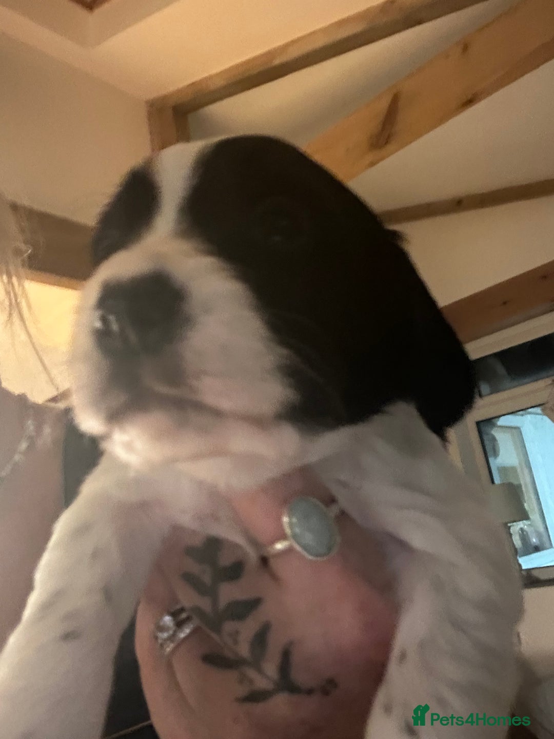Sprocker dogs for sale:  Sprocker Spaniel READY TO LEAVE!!! 🐶 Only 1 left - Image 16