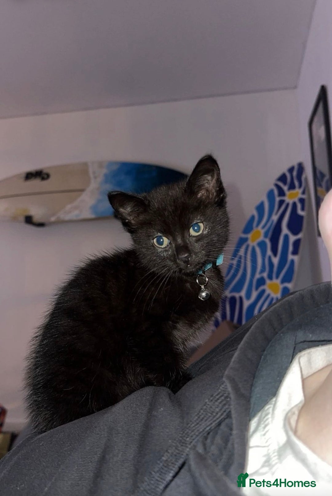 Mixed Breed cats for sale: Last Male kitten  - Advert 2