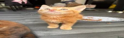 Mixed Breed cats for sale: Adorable Kittens Looking for Loving Homes!  - Advert 29