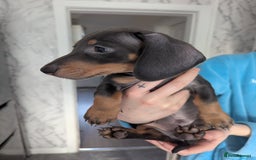 Miniature Dachshund dogs for sale: 2 beautiful boys ready now  - Image 2