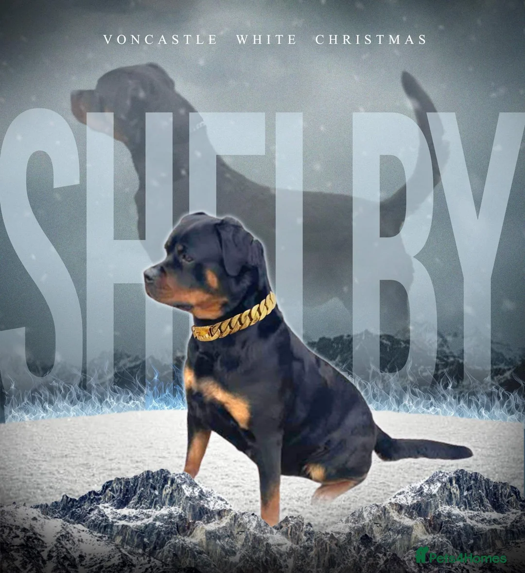 Rottweiler dogs for sale: Quality KC Rottweiler puppies 🐶  - Advert 2