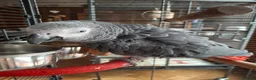 Parrots birds for sale: Congo African grey wanted - Advert 3