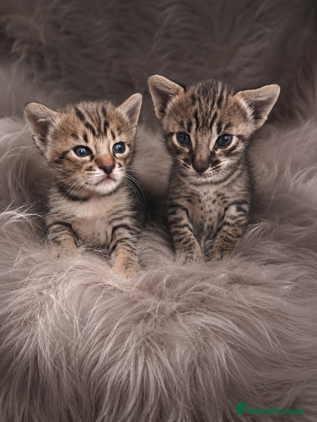 Savannah cats 🏆 TICA Registered Savannah F4 Kittens - Advert 1