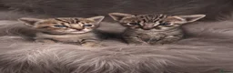 Savannah cats for sale: 🏆 TICA Registered Savannah F4 Kittens - Advert 1