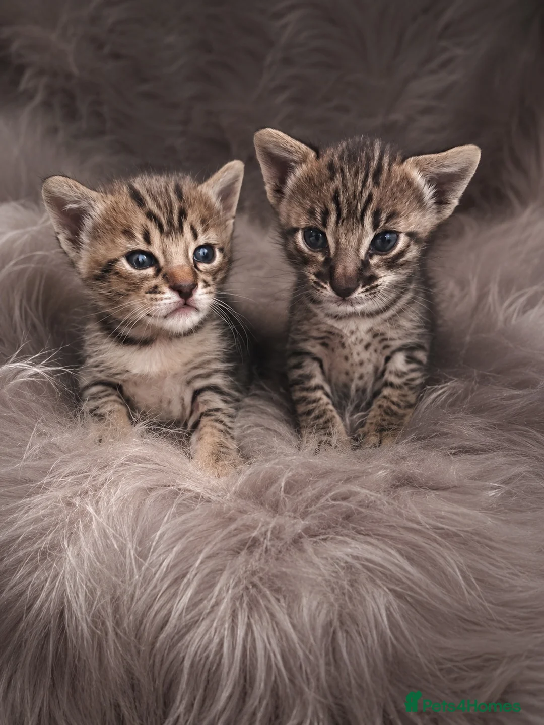 Savannah cats for sale: 🏆 TICA Registered Savannah F4 Kittens - Advert 1