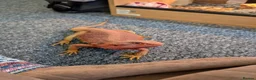 Bearded Dragon reptiles for sale: Red hypo Bearded Dragon in Newport - Advert 3