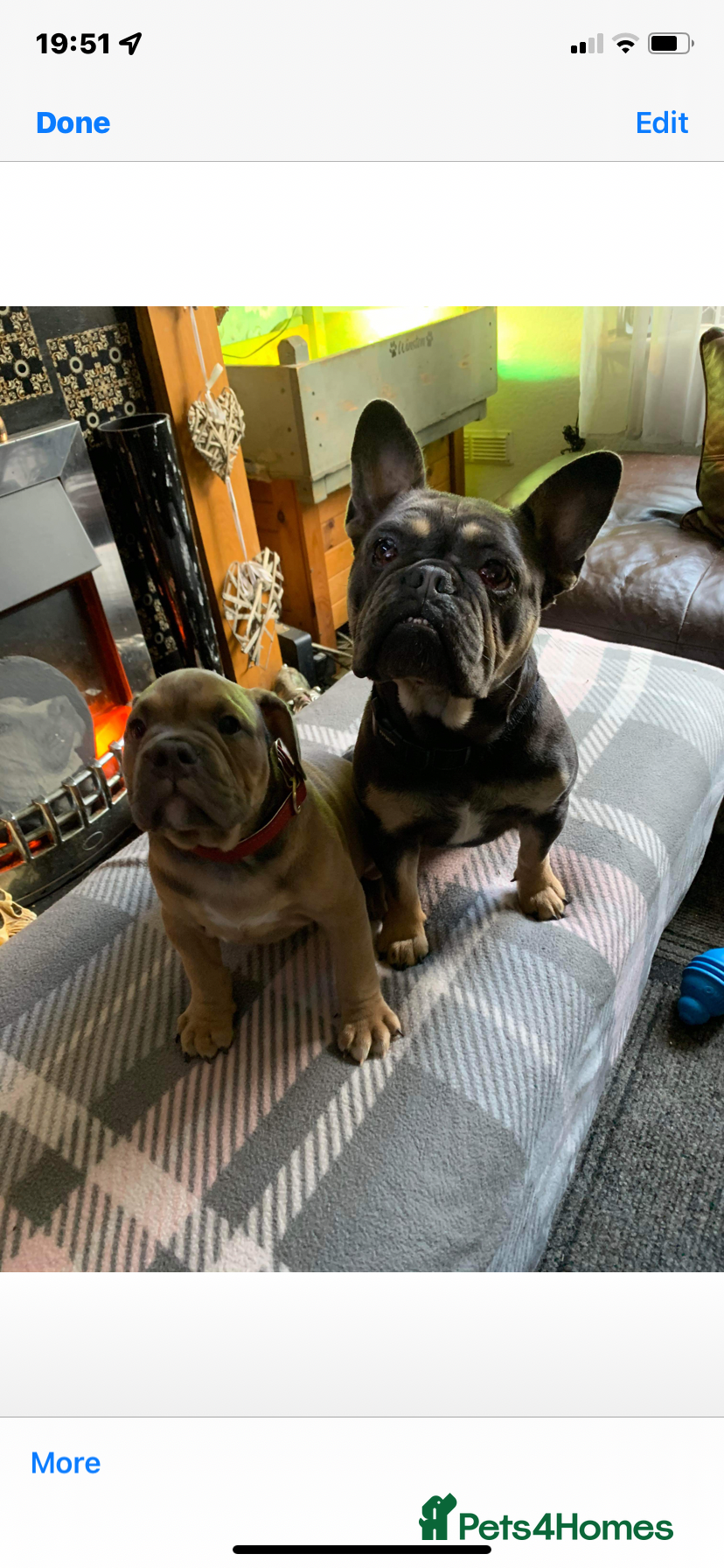 Mixed Breed dogs Female bulldog/ frenchie - Advert 1