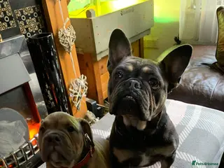Mixed Breed dogs Female bulldog/ frenchie - Advert 1