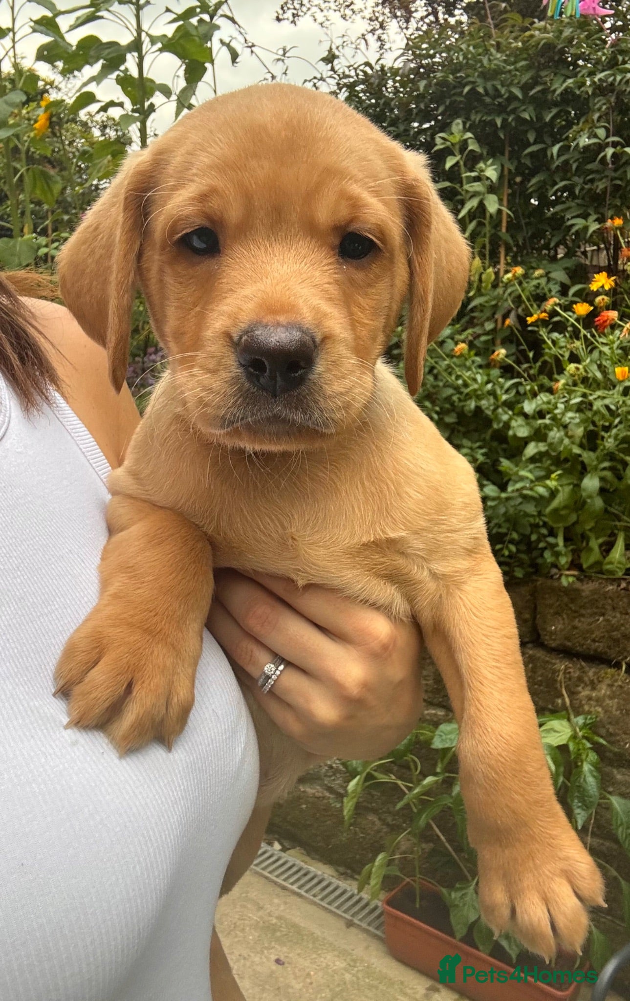 Labrador Retriever dogs Gorgeous KC Vet Checked Lab Puppies - Ready now - Advert 1