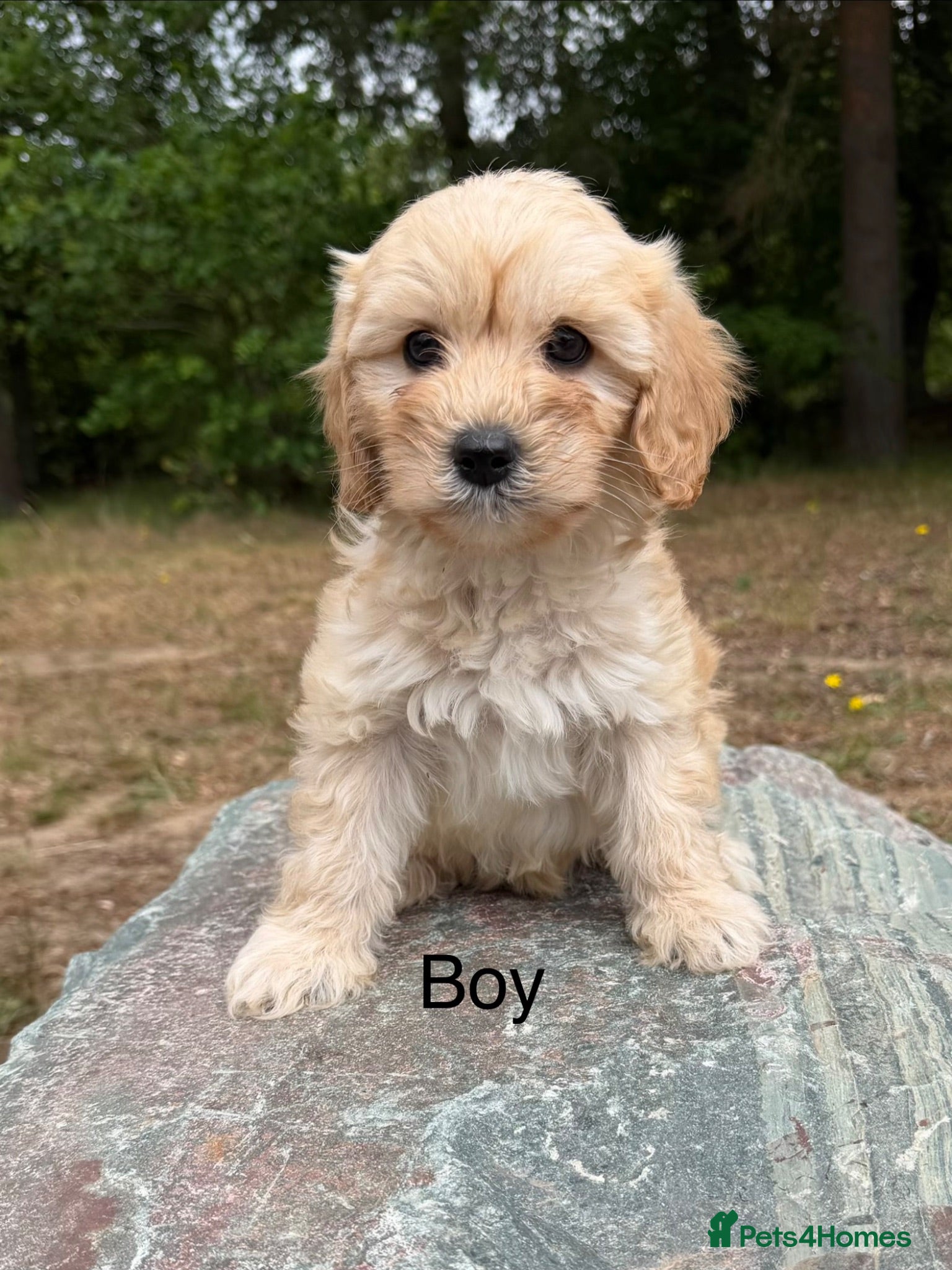 Cavapoo dogs *£1250 *boys/girls available  - Advert 18