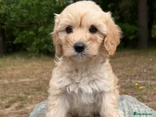 Cavapoo dogs *£1250 *boys/girls available - Advert 18