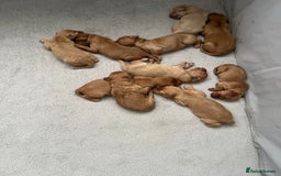 Mixed Breed dogs for sale: 10 gorgeous labradoodle pups - Image 3