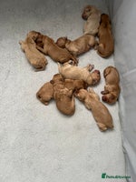 Mixed Breed dogs 10 gorgeous labradoodle pups - Advert 3