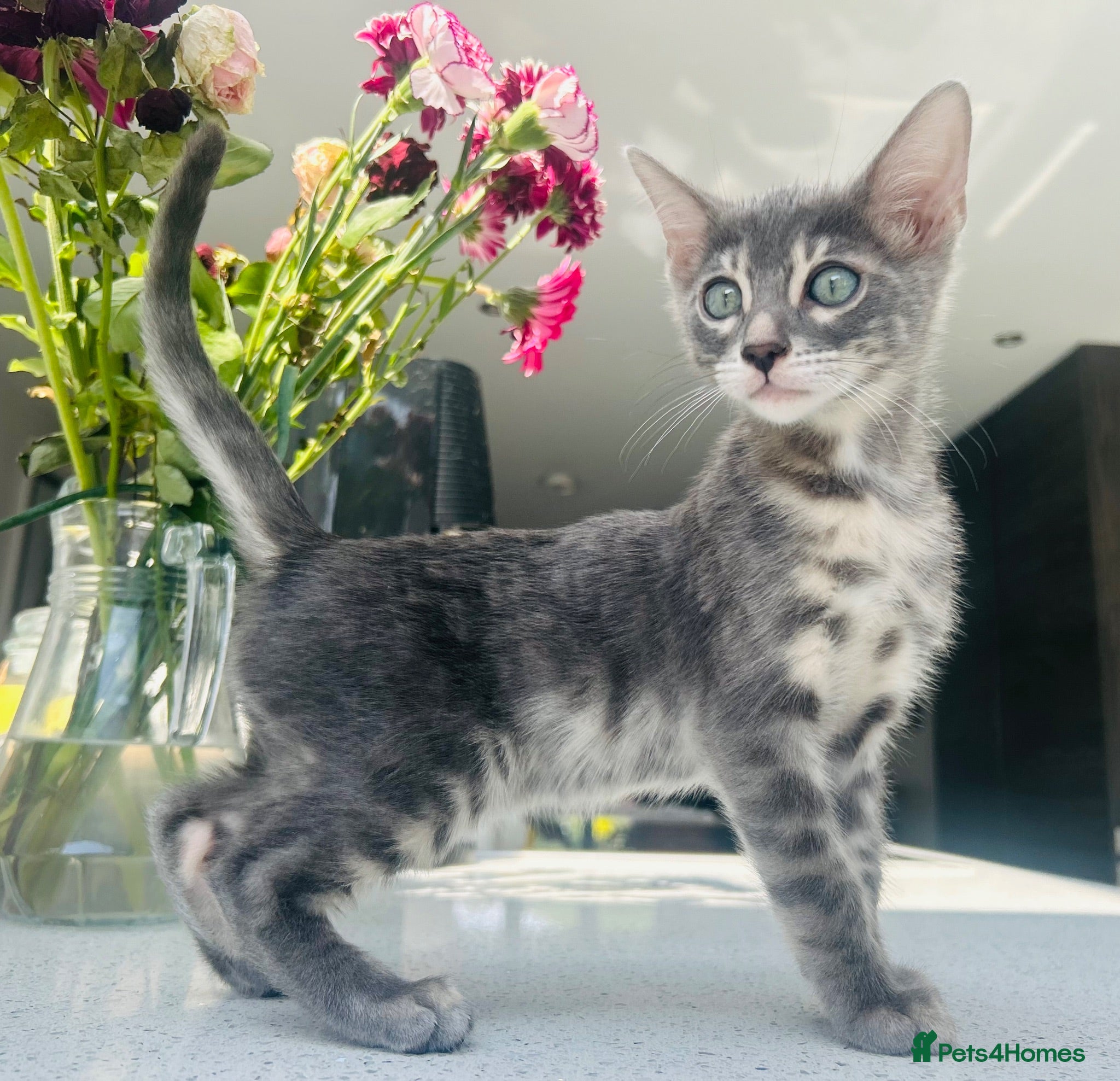 Bengal cats 3 Beautiful Female Blue TICA Reg Bengal kittens  - Advert 3