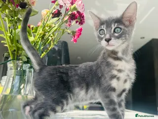 Bengal cats 3 Beautiful Female Blue TICA Reg Bengal kittens - Advert 3