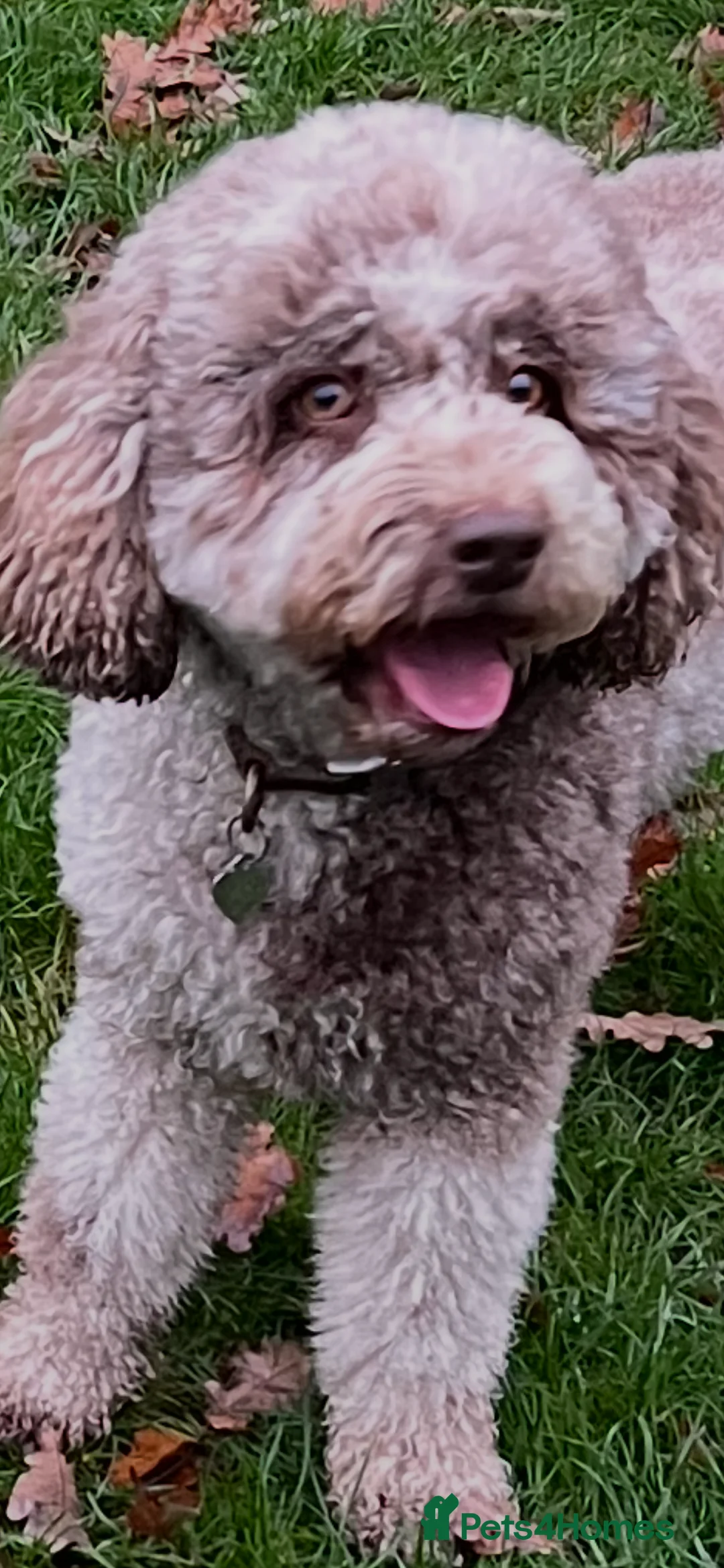 Mixed Breed dogs for sale: Australian Labradoodle. Labradoodle/Cockapoo - Advert 2