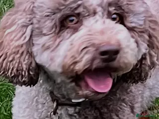 Mixed Breed dogs Australian Labradoodle. Labradoodle/Cockapoo - Advert 9