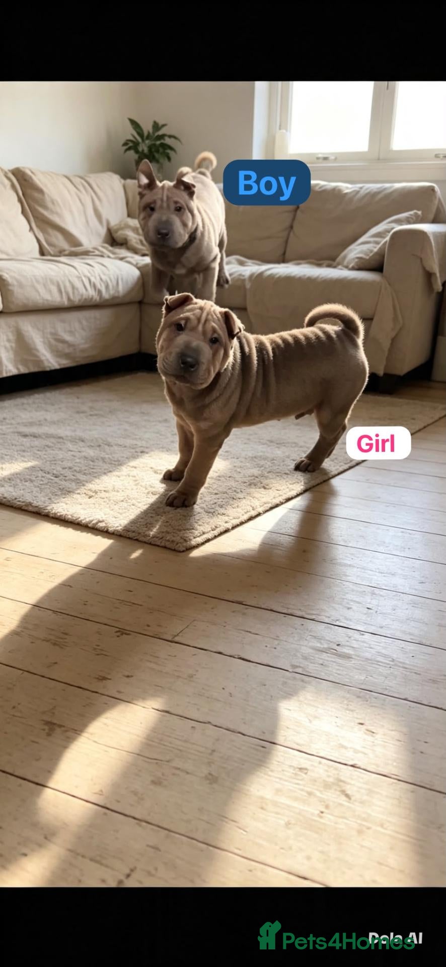 Shar Pei dogs Stunning Shar-Pei Puppies - Advert 2