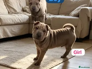 Shar Pei dogs Stunning Shar-Pei Puppies - Advert 2