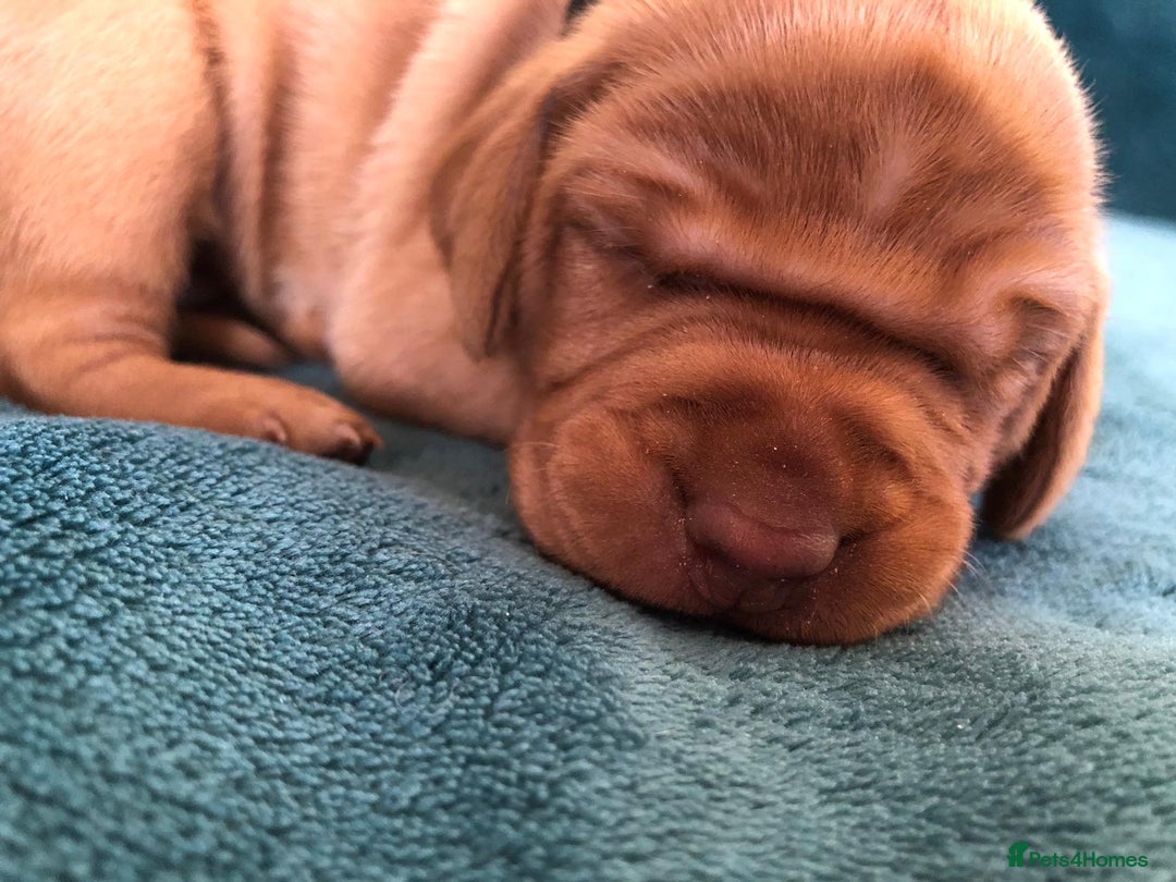 Hungarian Vizsla dogs for sale: Playfull and cheeky hungarian vizsla puppies  - Advert 12