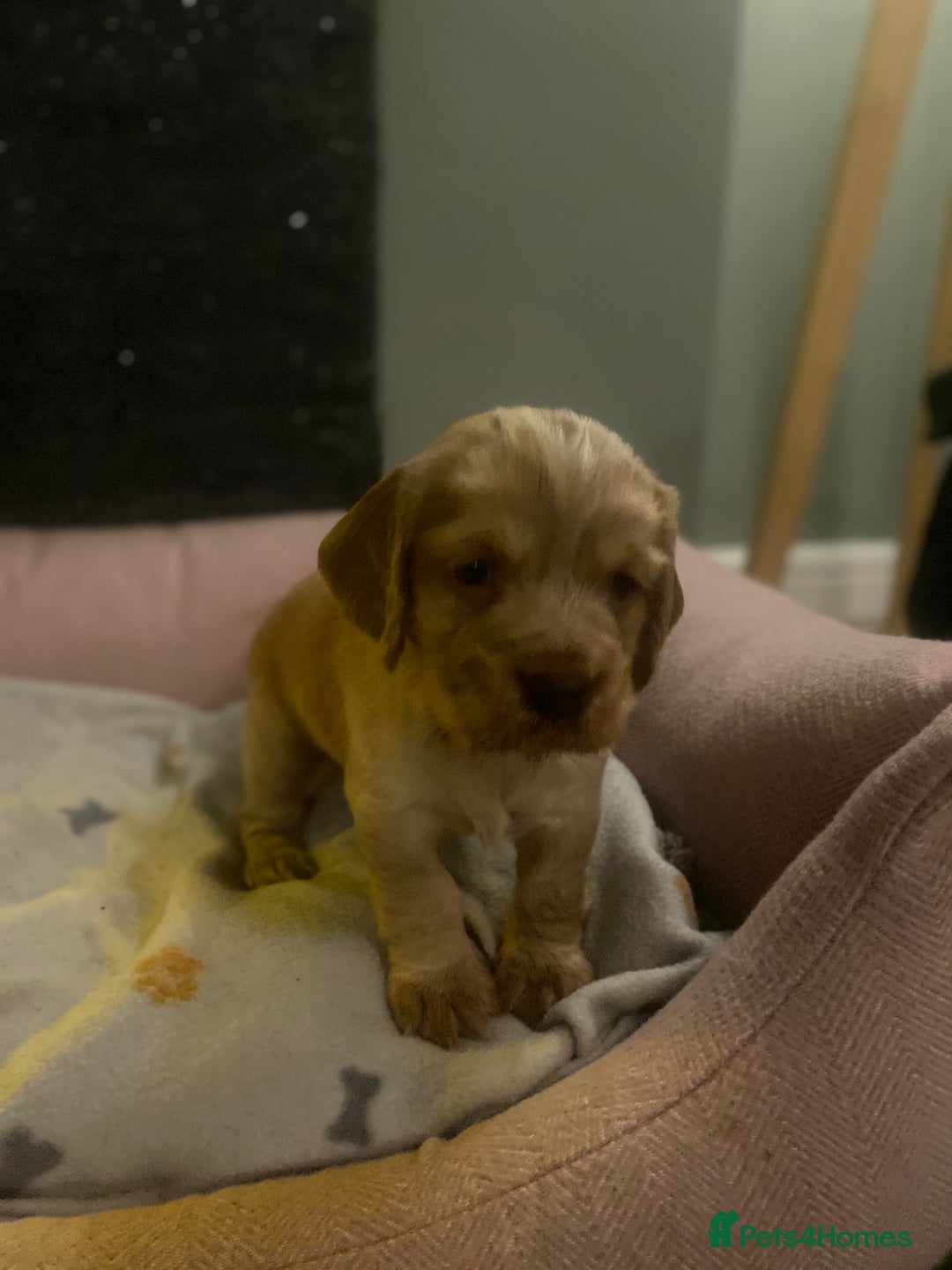 Cocker Spaniel dogs for sale: cocker spaniel puppies - Advert 3