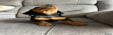 Miniature Dachshund Puppy 2