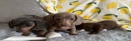 Dachshund dogs for sale: Gorgeous Isabella+tan little boy - Advert 23