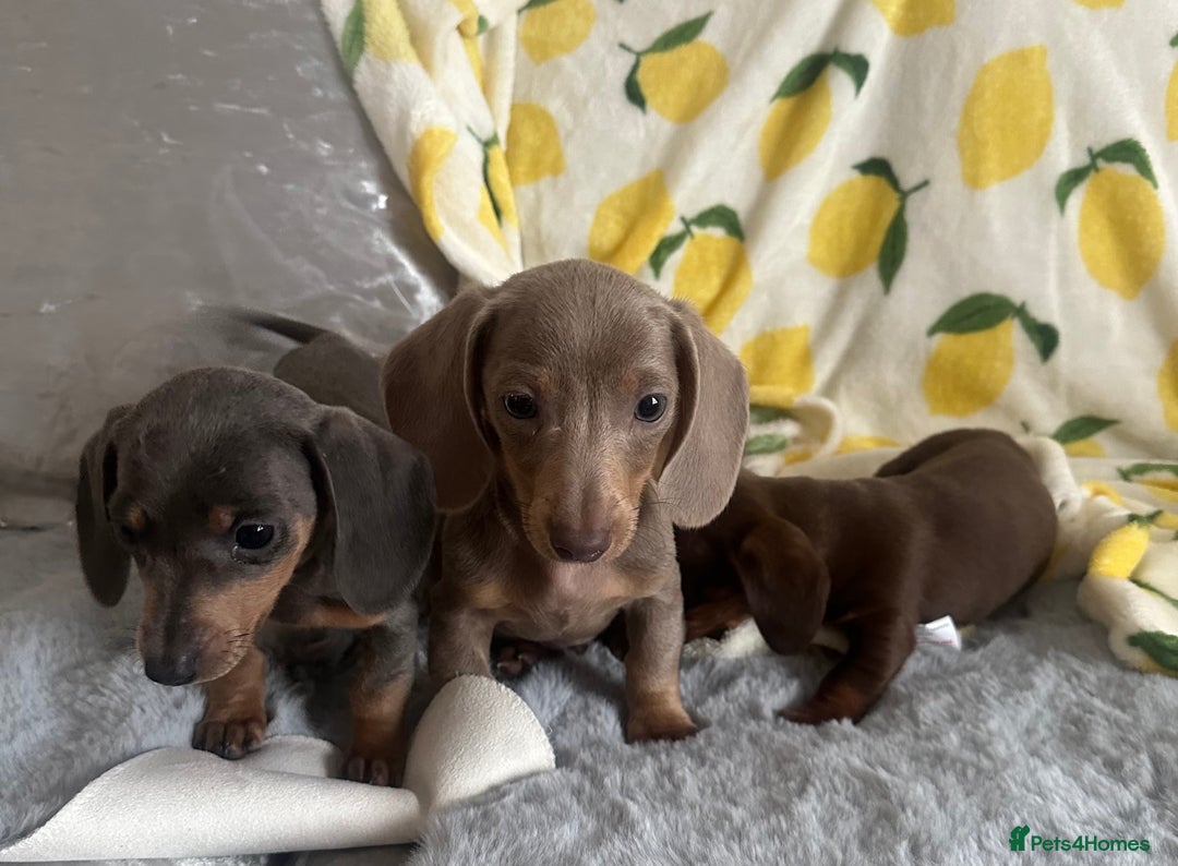 Dachshund dogs for sale: Outstanding dachshund puppies - Image 23