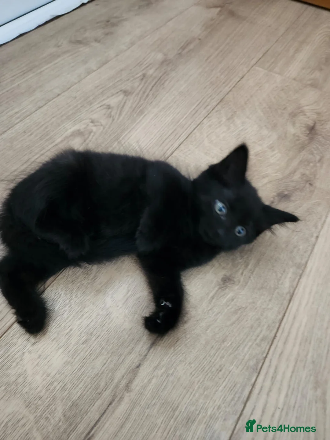Mixed Breed cats for sale: Lovely kittens  - Advert 8