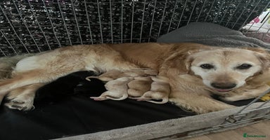 Goldador dogs - Advert 6