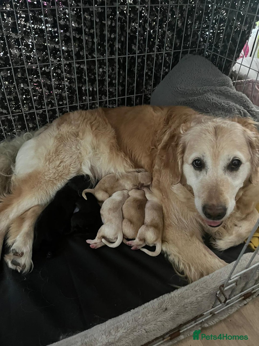 Goldador dogs for sale: Beautiful black and golden goldador puppies  - Image 2