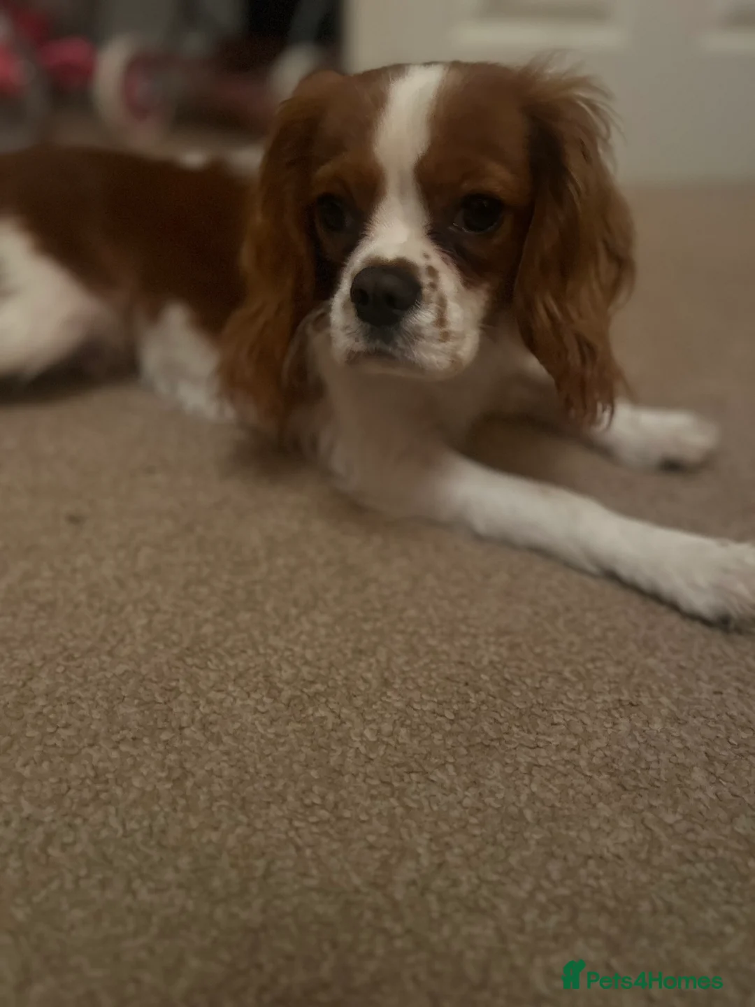 Cavalier King Charles Spaniel dogs for sale: 6 month old cavalier for sale  - Advert 2