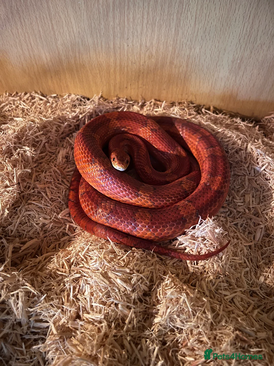 Corn Snake reptiles for sale: Corn snake with full set up in York - Advert 1