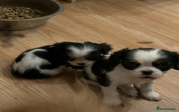 Cavalier King Charles Spaniel dogs for sale: 3 delightful Cavalier King Charles Spaniel Pups - Image 4