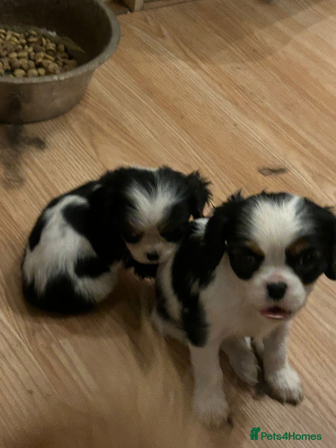 Cavalier King Charles Spaniel dogs for sale: 3 delightful Cavalier King Charles Spaniel Pups - Image 4