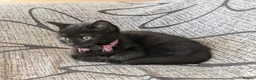 Mixed Breed cats for sale: Kitten  - Advert 18